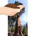 Giant Sequoia Small   